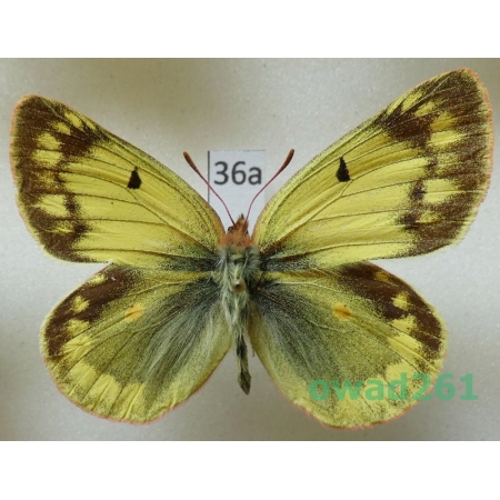 Colias berylla Fawcett, 1904 male China36a